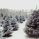 Illustration for article titled Christmas Tree Transportation